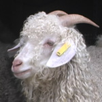 Bridget Patrick’s Lucky Goat Happy Ewe Fiber Farm