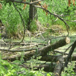 Coolidge Road residents challenging development of wetlands