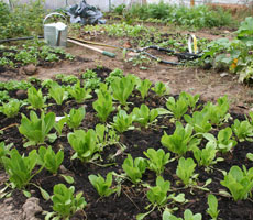 Our fall plantings