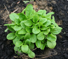 Mache, also known as corn salad