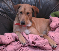 angel-230 Our dog Angel came to us from the Capital Area Humane Society - perhaps the best investment we ever made