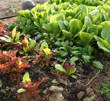 Fall greens growing in the hoophouse