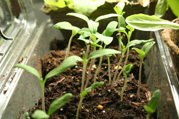plant-360-1 close-up of tomato seedlings