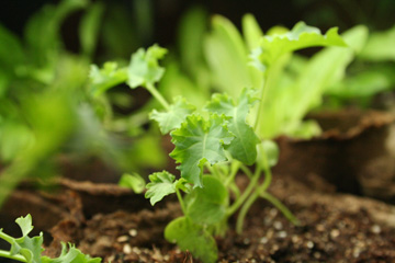 plant-360-2 a close-up of a kale seedling