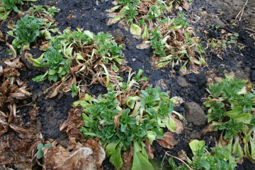 plant-360-6 mache in the hoophouse
