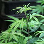 Medical Marijuana in Michigan 2010