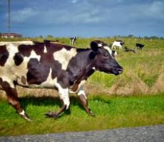 No more pies for the cow in this poem