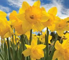 Daffodils make a wonderful dancing partner