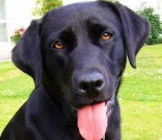 A big dog, a grocery store line and a gay basketball player help to teach us about humanity