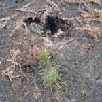 Duck Lake Fire